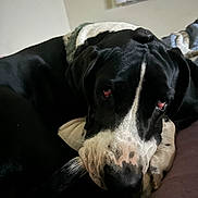 Priscilla joined the competition — help win amazing prizes! animal, bed, black_and_white, blanket, canine, close_up, companion, cozy, dog, domestic_animal, face, fur, great_dane, indoor, lying_down, paw, pet, relaxed, resting, sleepy