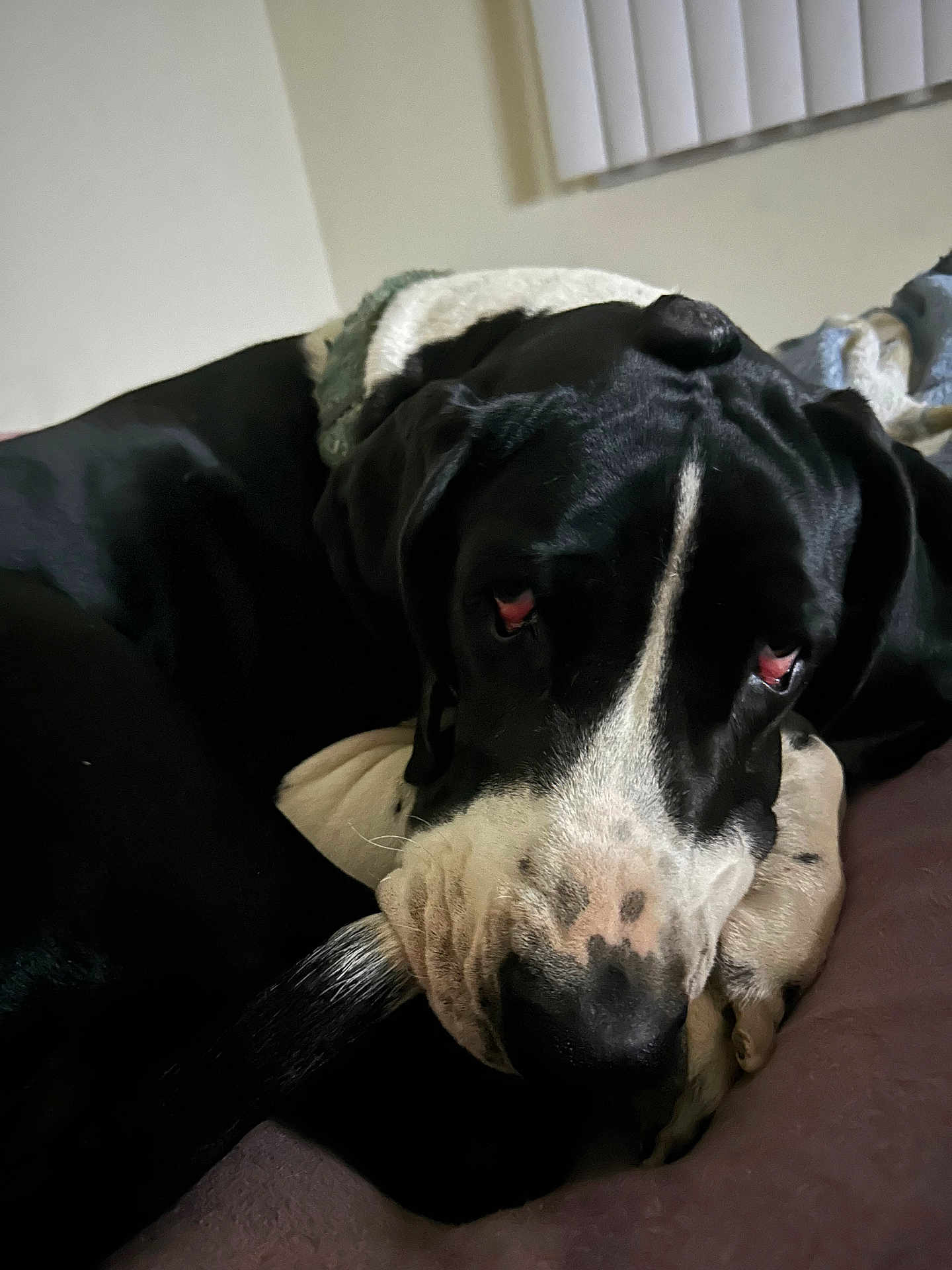 Priscilla