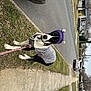 Priscilla Hazel Dashiells is registered to the contest to win money with this photo: adventure, asphalt, car, dog, extreme_sport, grass, leash, plant, pole, recreation, rock_climbing_equipment, sidewalk, sky, street_light, street_stunts, tire, tree, vehicle_door, walking_shoe, wheel