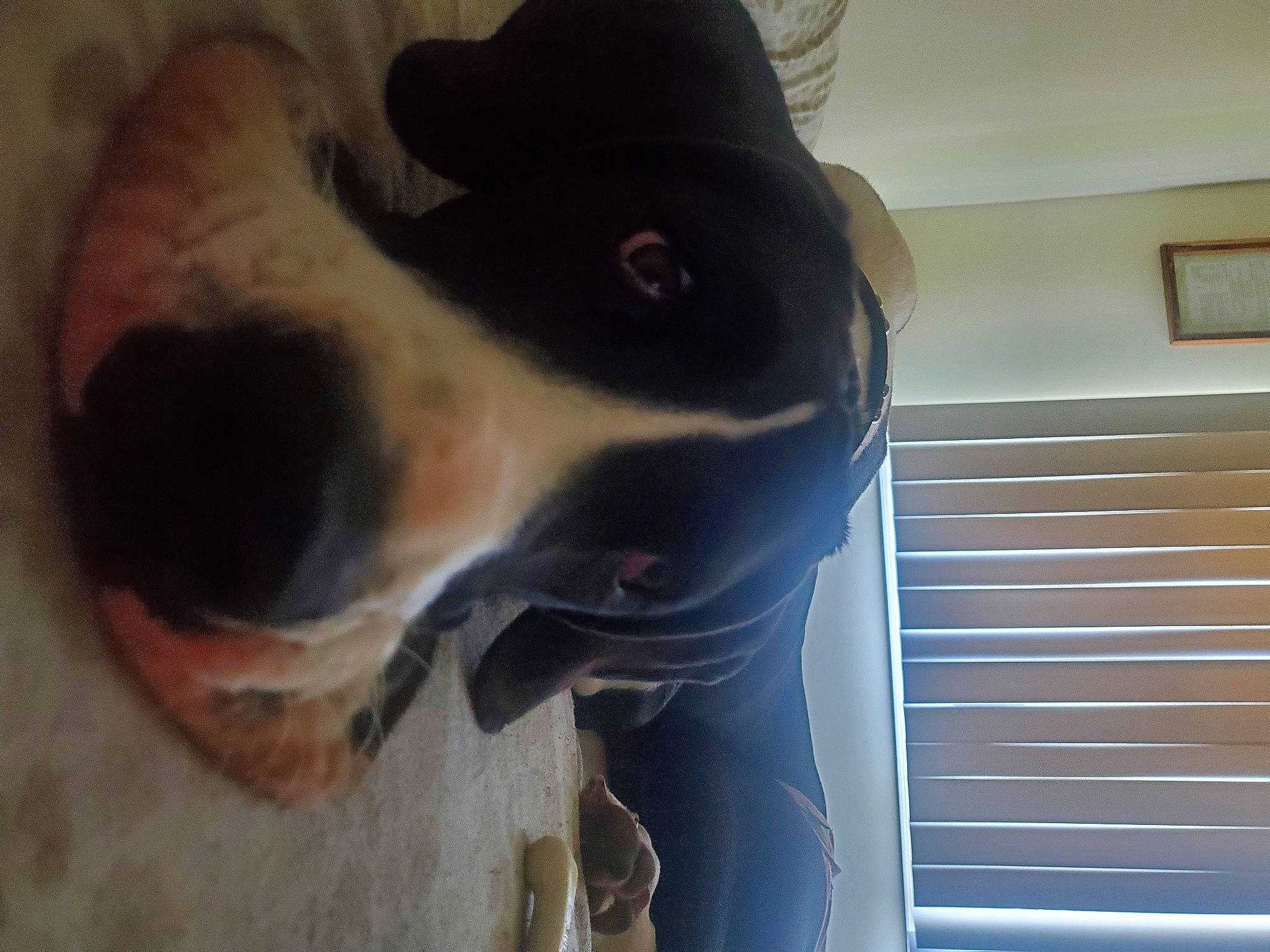 Priscilla Hazel Dashiells is registered to the contest to win money with this photo: canidae, carnivore, collar, companion_dog, dog, dog_breed, ear, eye, fawn, fur, jaw, liver, non_sporting_group, pet_supply, snout, sporting_group, tints_and_shades, whiskers, working_animal, working_dog