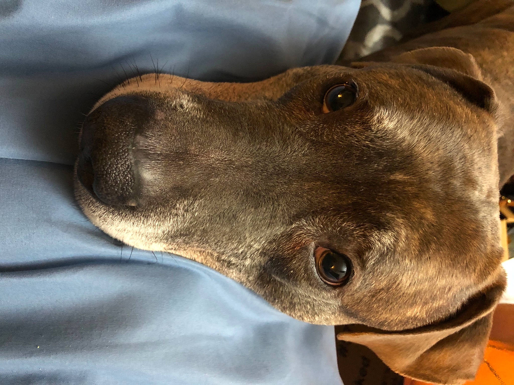 Bentley is registered to the contest to win money with this photo: canidae, carnivore, collar, companion_dog, dog, dog_breed, dog_collar, ear, electric_blue, fawn, head, jaw, liver, musical_instrument, pet_supply, rampur_greyhound, snout, sporting_group, whiskers, working_animal