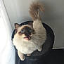 Java participe au concours pour gagner de l'argent avec cette photo : balinese, birman, carnivoran, cat, cat_like_mammal, fur, kitten, ragdoll, small_to_medium_sized_cats, snout, whiskers