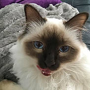 Java participe au concours pour gagner de l'argent avec cette photo : aegean_cat, balinese, birman, carnivoran, cat, cat_like_mammal, eye, fur, iris, kitten, ragdoll, siamese, small_to_medium_sized_cats, snout, thai, whiskers