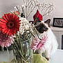 Java a rejoint le concours — aidez-le/la à gagner de superbes lots ! artificial_flower, cat, cut_flowers, floral_design, floristry, flower, flower_arranging, flower_bouquet, flowering_plant, gerbera, petal, plant, small_to_medium_sized_cats, whiskers