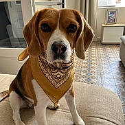 Scarlette a rejoint le concours — aidez-le/la à gagner de superbes lots ! animal, bandana, beagle, brown, couch, cute, dog, domestic, ears, eyes, fur, house, indoor, living_room, nose, pet, portrait, sitting, tile_floor, white