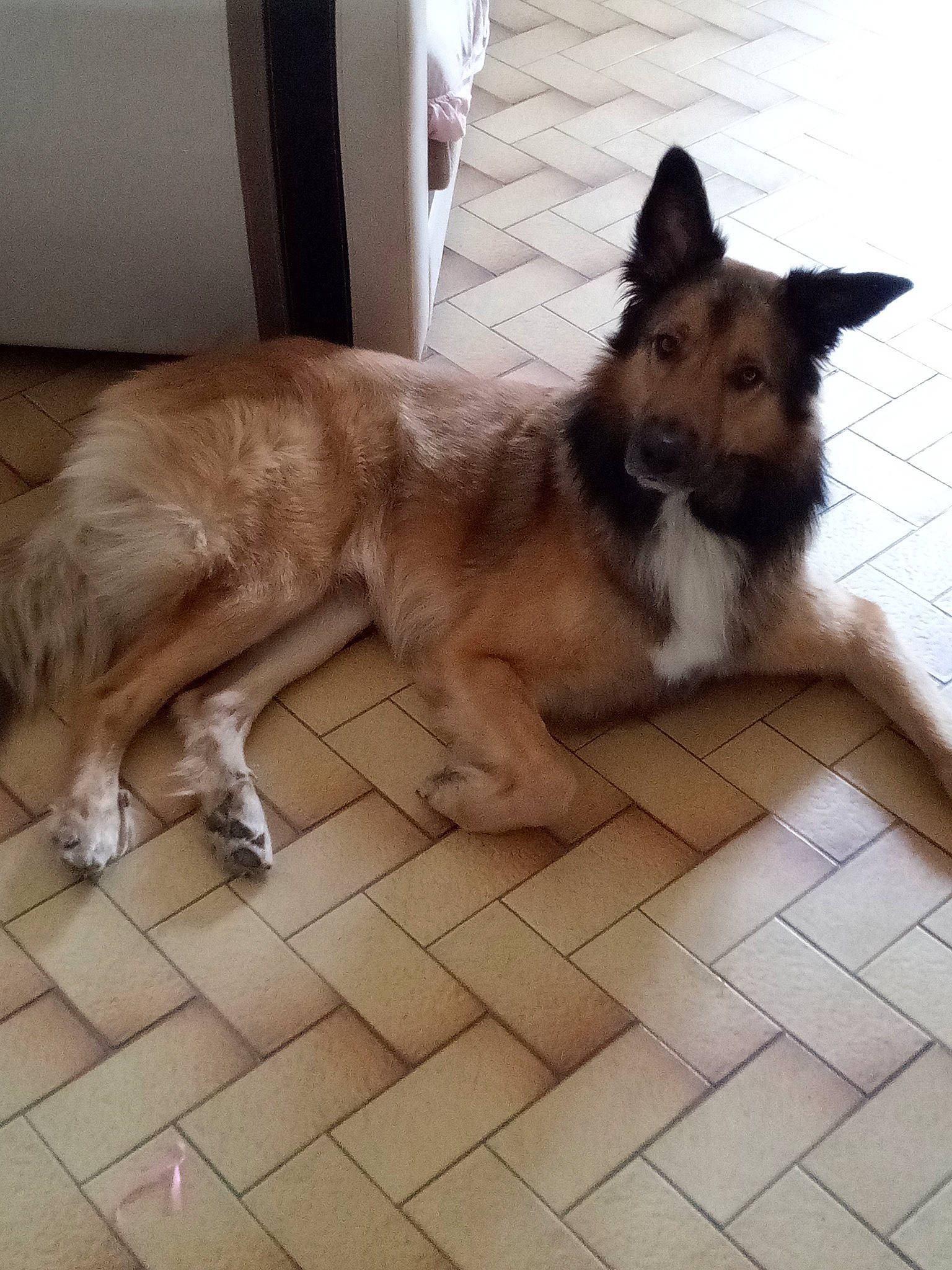 Kanaye participe au concours pour gagner de l'argent avec cette photo : canidae, carnivore, companion_dog, dog, dog_breed, door, fawn, floor, flooring, fur, german_shepherd_dog, hardwood, herding_dog, liver, old_german_shepherd_dog, paw, snout, sporting_group, tail, working_animal