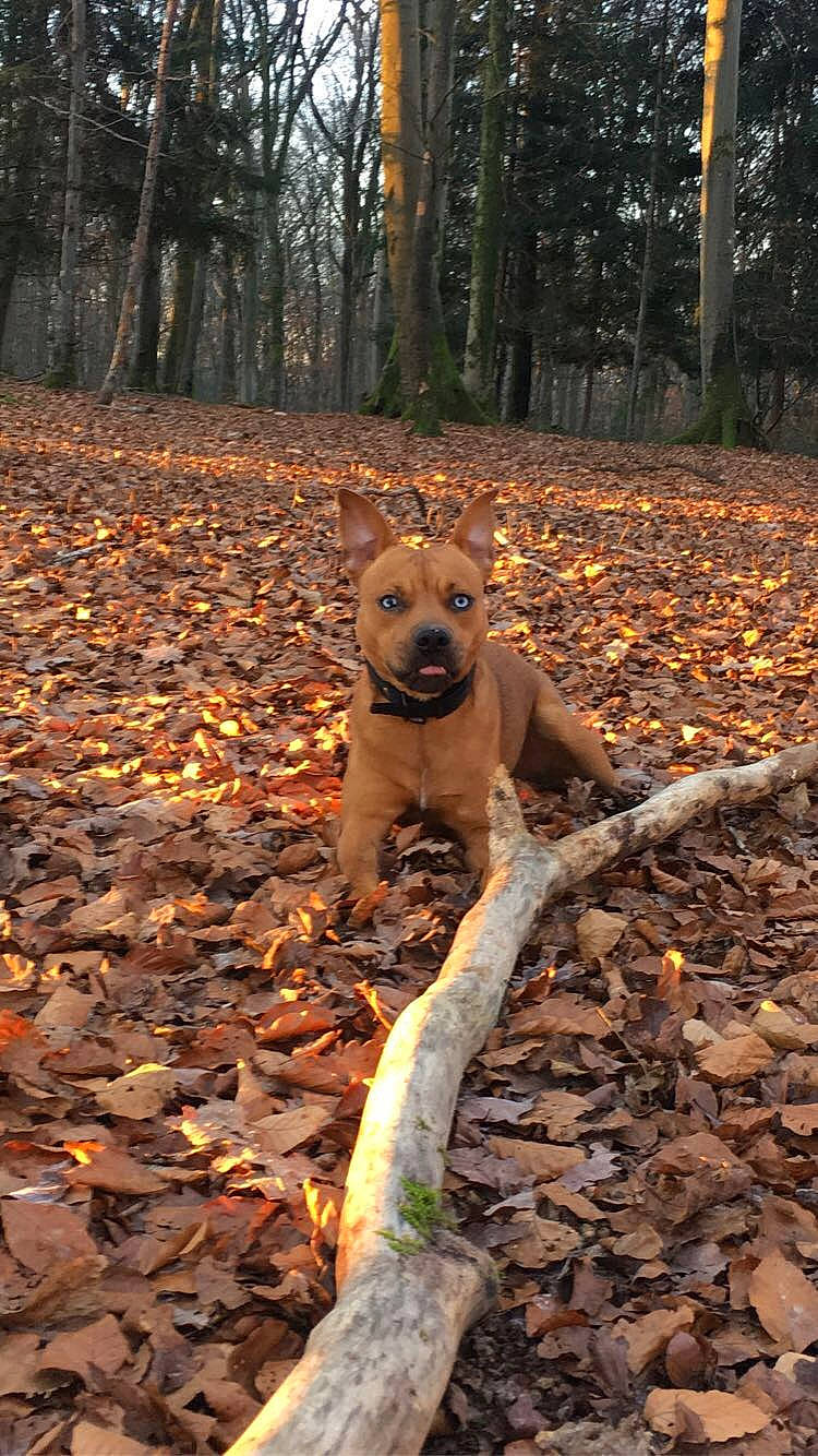 Djack participe au concours pour gagner de l'argent avec cette photo : biome, carnivore, deciduous, dog, dog_breed, fawn, forest, grass, landscape, leaf, people_in_nature, plant, tail, tints_and_shades, tree, trunk, twig, wood, woodland, woody_plant