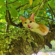 Twister participe au concours pour gagner de l'argent avec cette photo : cat, kitten, tree, branch, moss, green_leaves, nature, outdoor, animal, playful, tongue_out, sunlight, foliage, cute, young_cat, wildlife, pet, curious, mammal, daylight