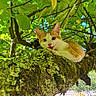 cat, kitten, tree, branch, moss, green_leaves, nature, outdoor, animal, playful, tongue_out, sunlight, foliage, cute, young_cat, wildlife, pet, curious, mammal, daylight