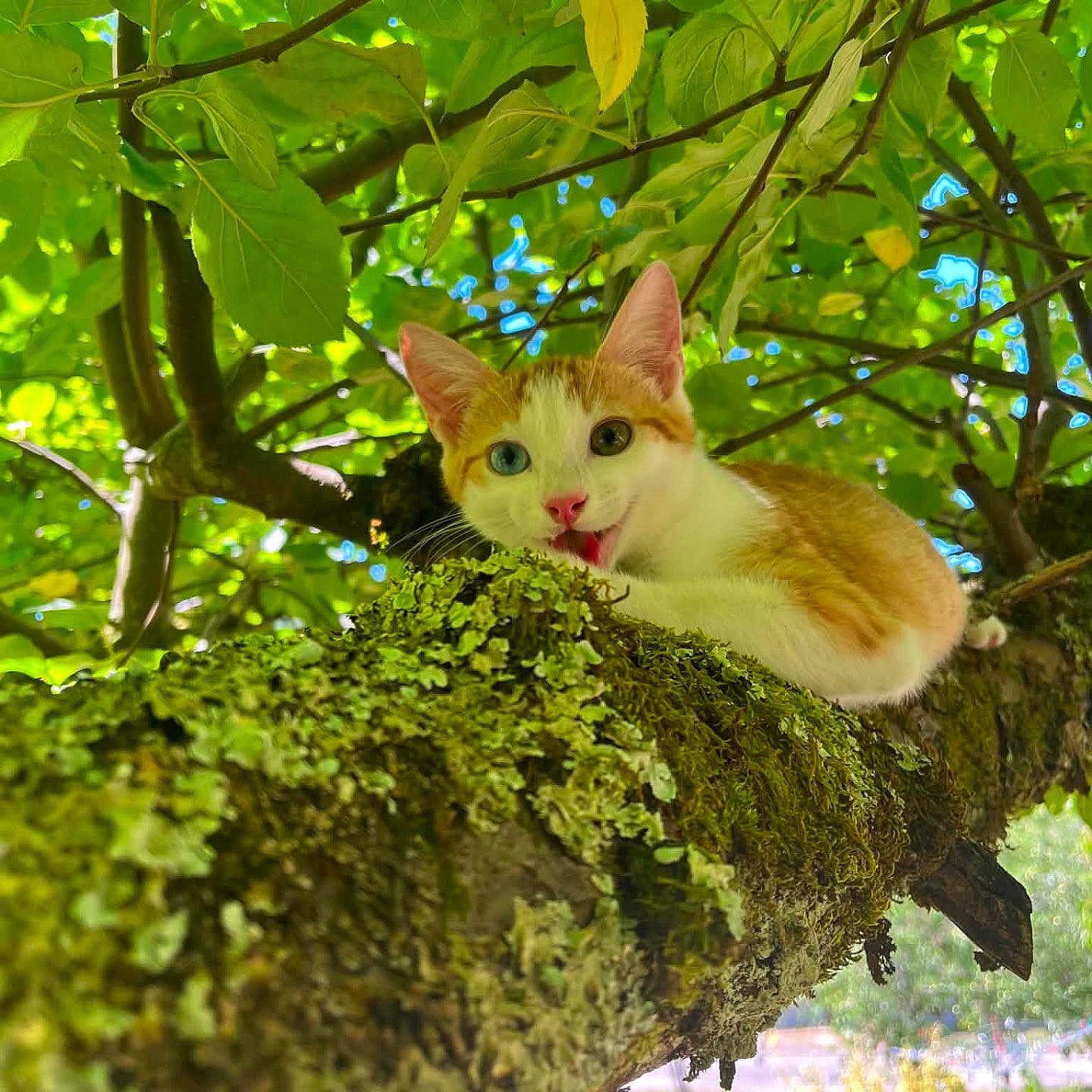 Twister participe au concours pour gagner de l'argent avec cette photo : cat, kitten, tree, branch, moss, green_leaves, nature, outdoor, animal, playful, tongue_out, sunlight, foliage, cute, young_cat, wildlife, pet, curious, mammal, daylight