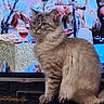 cat, fluffy, striped, sitting, television, screen, people, traditional_clothing, microphone, table, food, drink, indoor, furniture, home, portrait, animal, pet, mammal, cute