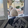 Betty Betty participe au concours pour gagner de l'argent avec cette photo : cat, window, blanket, indoor, outdoor, tree, car, building, urban, fence, pattern, fur, animal, pet, daylight, nature, relaxing, quiet, looking_away, soft