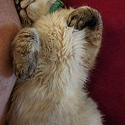 Betty Betty participe au concours pour gagner de l'argent avec cette photo : cat, fluffy, sleeping, relaxed, paws, fur, pet, domestic_animal, indoor, blanket, leg, cozy, cute, whiskers, tabby, collar, resting, animal, nap, feline