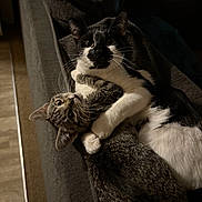 Chappie is registered to the contest to win money with this photo: cat, cats, tuxedo_cat, tabby_cat, pet, animal, couch, indoors, cuddling, playful, wrestling, upside_down, whiskers, paws, fur, black_and_white, gray, relaxed, cozy, portrait