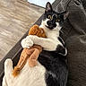 cat, black_and_white, tuxedo_cat, pet, animal, sitting, lounging, cuddling, stuffed_toy, plush_toy, sofa, couch, indoors, living_room, whiskers, yellow_eyes, wide_eyed, fur, relaxed, funny