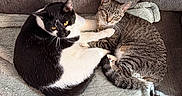 Chappie is registered to the contest to win money with this photo: cats, tuxedo_cat, tabby_cat, cuddling, sleeping, sitting, pets, animals, feline, whiskers, ears, eyes, black_and_white, striped_fur, couch, blanket, indoors, cozy, portrait, companionship
