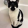 Chappie is registered to the contest to win money with this photo: cat, black_and_white, bicolor, sitting, bathtub, bathroom, faucet, indoor, pet, animal, fur, whiskers, ears, eyes, tail, portrait, closeup, centered, alert, clean