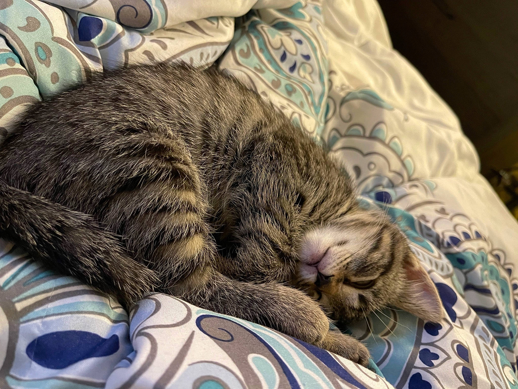 Harley joined the competition — help win amazing prizes! carnivore, cat, claw, comfort, domestic_short_haired_cat, felidae, fur, grey, linens, paw, small_to_medium_sized_cats, snout, terrestrial_animal, textile, whiskers