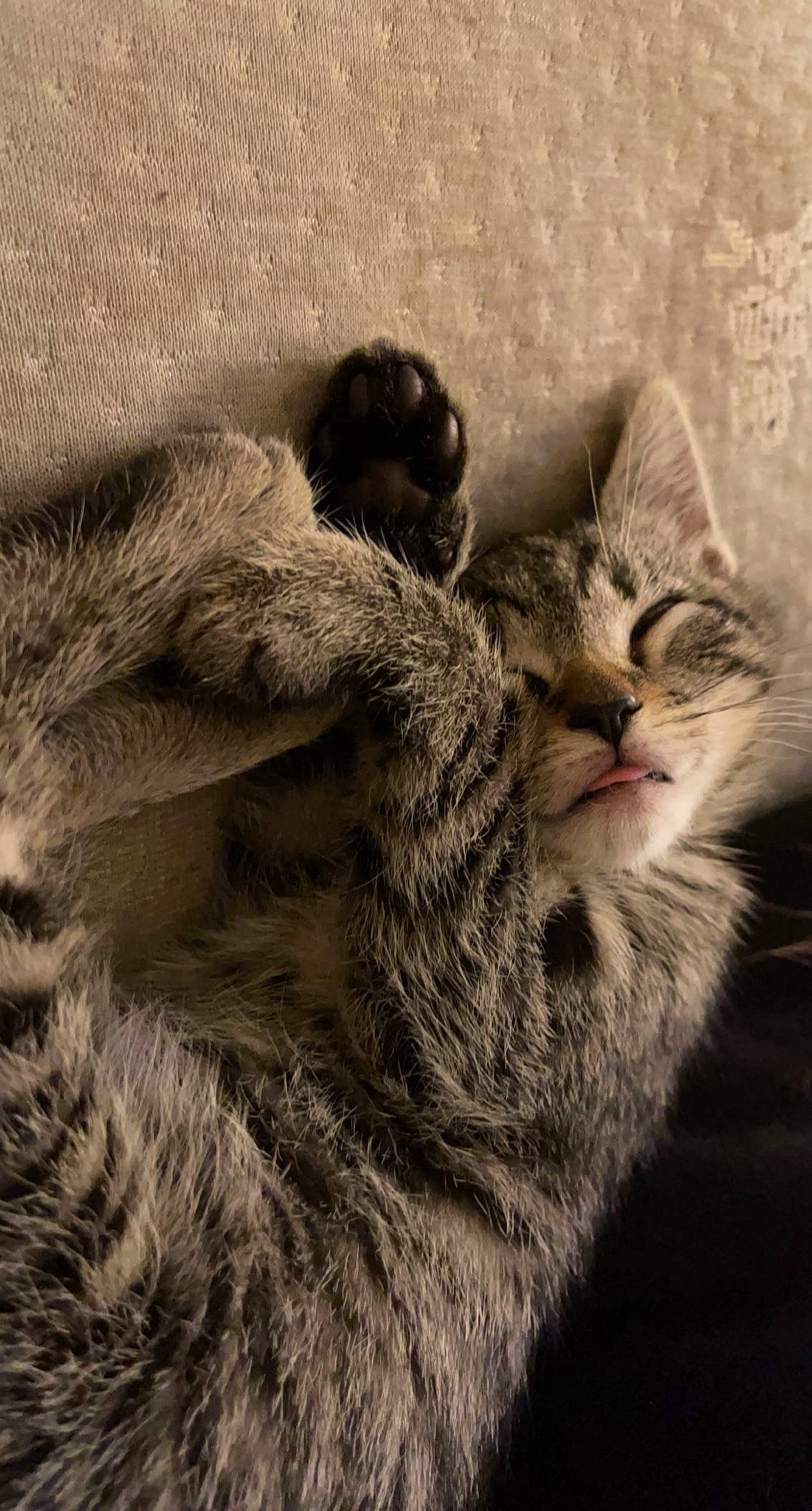Harley joined the competition — help win amazing prizes! carnivore, cat, claw, close_up, comfort, domestic_short_haired_cat, felidae, fur, grass, grey, mammal, monochrome, monochrome_photography, natural_material, paw, small_to_medium_sized_cats, tail, terrestrial_animal, vertebrate, whiskers