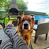 dog, bow, legs, jeans, outdoor, garden, barbecue_grill, chair, patio, greenery, sky, clouds, furniture, relaxation, pet, fur, curious, leisure, daylight, backyard