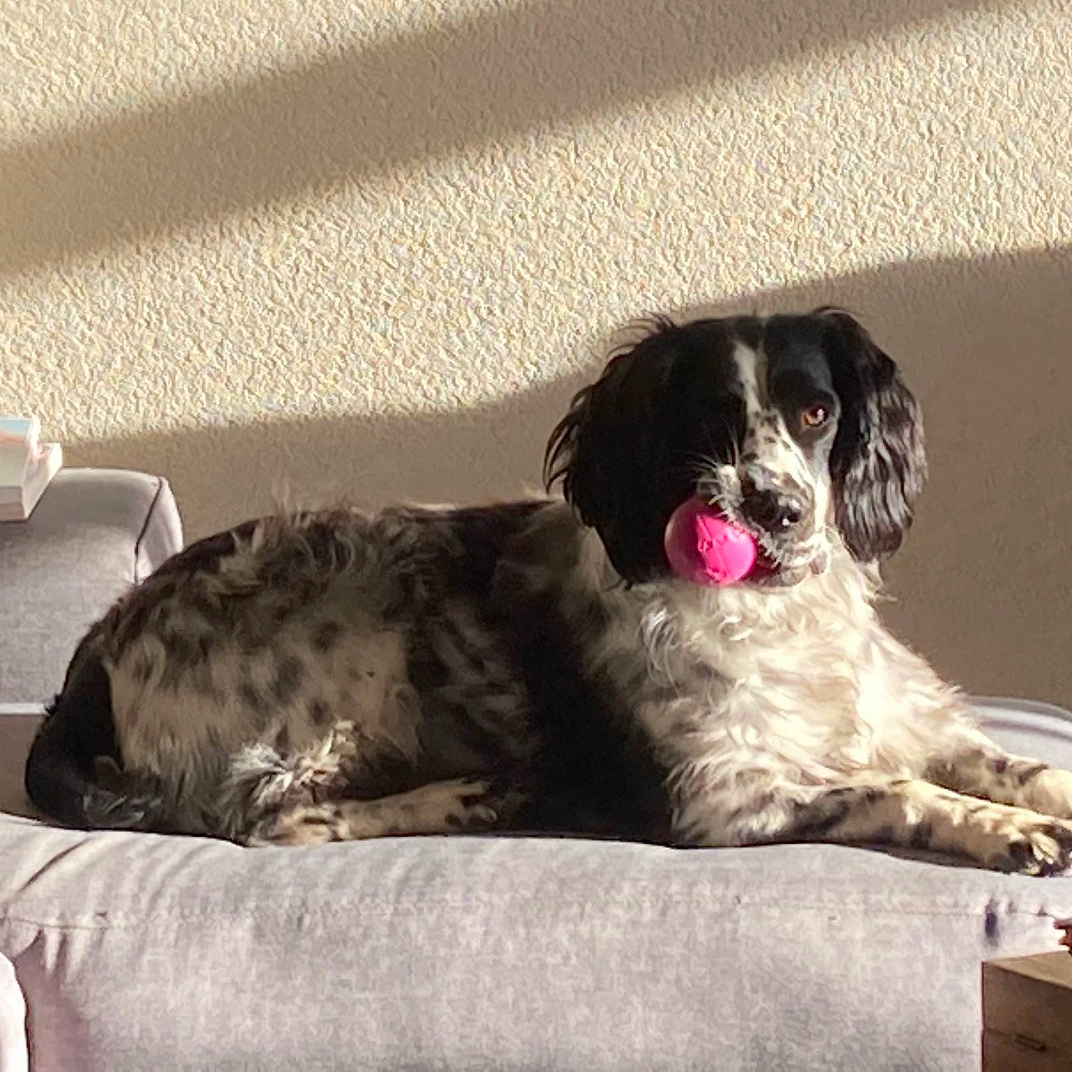 Olly participe au concours pour gagner de l'argent avec cette photo : bored, canidae, carnivore, comfort, companion_dog, couch, dog, dog_breed, dog_collar, dog_supply, fur, gun_dog, king_charles_spaniel, liver, puppy, snout, tibetan_spaniel, toy_dog, working_animal, working_dog