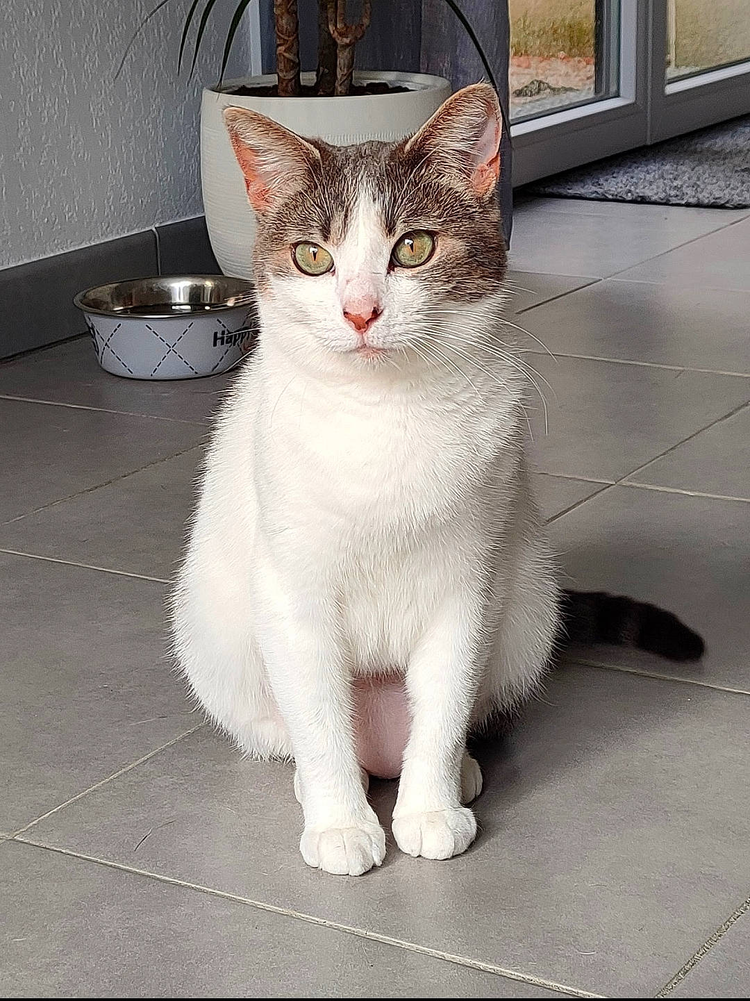 Nuggets a rejoint le concours — aidez-le/la à gagner de superbes lots ! carnivore, cat, claw, domestic_short_haired_cat, eye, felidae, flooring, foot, fur, head, paw, road_surface, sitting, small_to_medium_sized_cats, snout, tail, whiskers, window