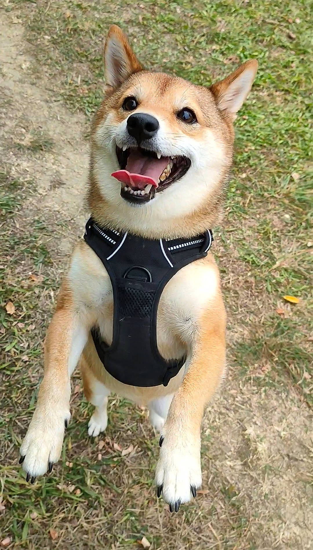 Olya participe au concours pour gagner de l'argent avec cette photo : ancient_dog_breeds, carnivore, collar, companion_dog, dog, dog_breed, dog_collar, dog_supply, fawn, grass, non_sporting_group, paw, snout, soft_drink, tail, terrestrial_animal, working_animal, working_dog