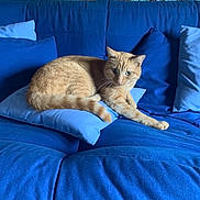 Wendy a rejoint le concours — aidez-le/la à gagner de superbes lots ! cat, ginger_cat, blue_couch, cushions, indoor, pet, relaxed, feline, animal, resting, cozy, living_room, fur, whiskers, paw, domestic_cat, orange_cat, cute, home, comfort