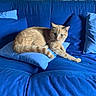 cat, ginger_cat, blue_couch, cushions, indoor, pet, relaxed, feline, animal, resting, cozy, living_room, fur, whiskers, paw, domestic_cat, orange_cat, cute, home, comfort