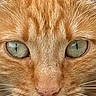 Wendy participe au concours pour gagner de l'argent avec cette photo : cat, ginger_cat, close_up, portrait, green_eyes, whiskers, fur, animal, pet, feline, face, ears, nose, muzzle, looking, alert, domestic_cat, cute, orange_fur, nature