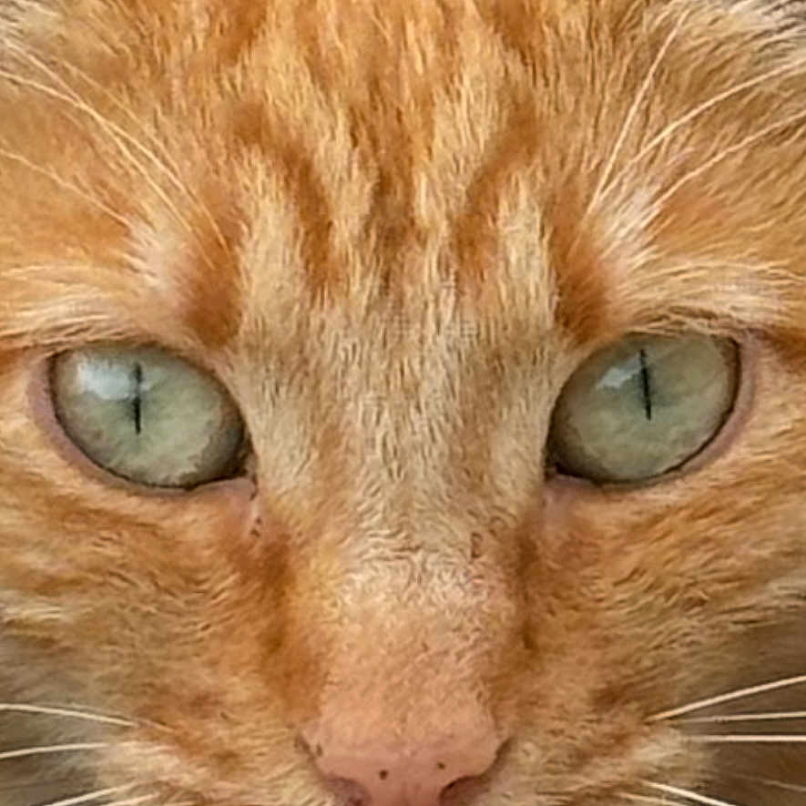Wendy participe au concours pour gagner de l'argent avec cette photo : cat, ginger_cat, close_up, portrait, green_eyes, whiskers, fur, animal, pet, feline, face, ears, nose, muzzle, looking, alert, domestic_cat, cute, orange_fur, nature