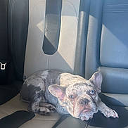Dior is registered to the contest to win money with this photo: dog, french_bulldog, puppy, car, back_seat, leather_seats, pet, animal, lying_down, lounging, portrait, face, ears, eyes, sunlight, indoors, vehicle, luxury, text_overlay, pink_hearts