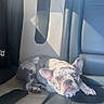 dog, french_bulldog, puppy, car, back_seat, leather_seats, pet, animal, lying_down, lounging, portrait, face, ears, eyes, sunlight, indoors, vehicle, luxury, text_overlay, pink_hearts