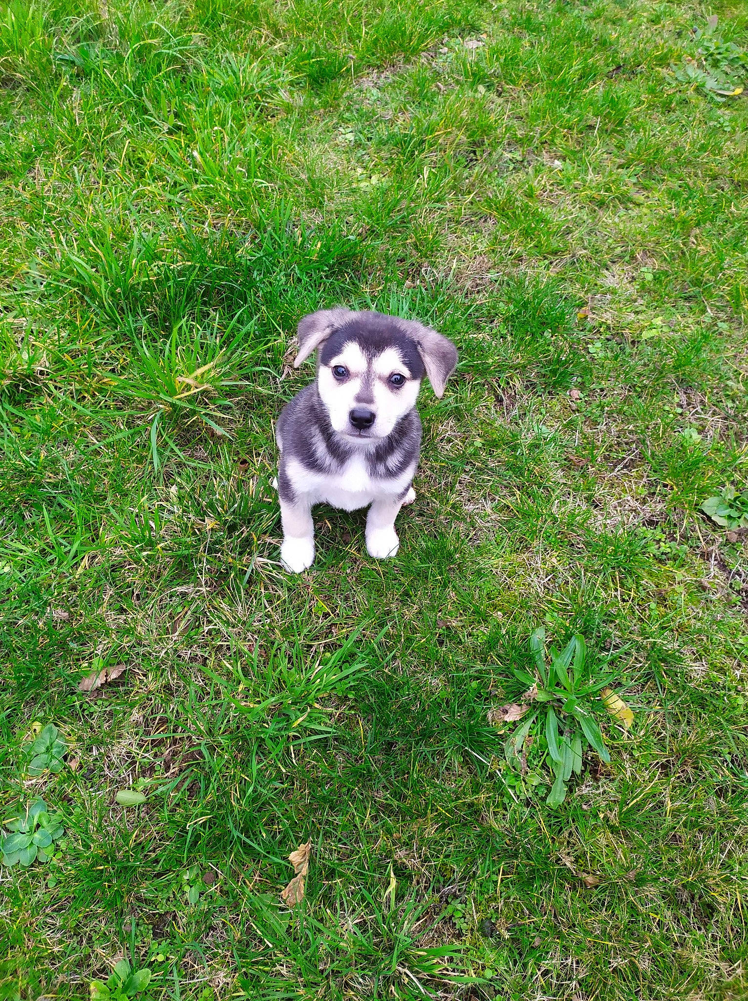 Shérif a rejoint le concours — aidez-le/la à gagner de superbes lots ! alaskan_klee_kai, alaskan_malamute, canidae, carnivore, companion_dog, dog, dog_breed, grass, labrador_husky, mammal, plant, puppy, rare_breed_dog, siberian_husky, sled_dog, sporting_group, tail, vertebrate, wolfdog, working_dog