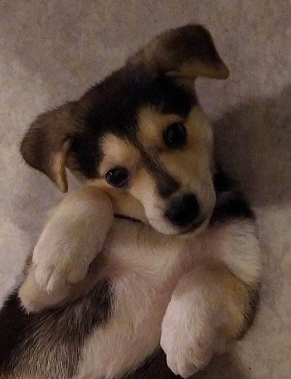 Shérif a rejoint le concours — aidez-le/la à gagner de superbes lots ! alaskan_malamute, ancient_dog_breeds, canidae, carnivore, companion_dog, dog, dog_breed, labrador_husky, mammal, northern_inuit_dog, puppy, rare_breed_dog, siberian_husky, sled_dog, snout, sporting_group, vertebrate, wolfdog, working_dog