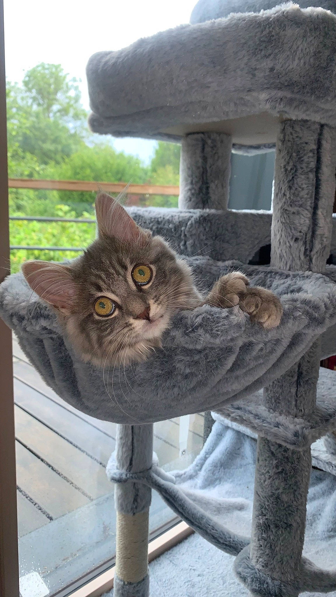 Yama a rejoint le concours — aidez-le/la à gagner de superbes lots ! black_cat, carnivore, cat, domestic_short_haired_cat, felidae, fur, grey, plant, porch, sitting, sky, small_to_medium_sized_cats, snout, tail, terrestrial_animal, tree, whiskers, wildlife, window, wood