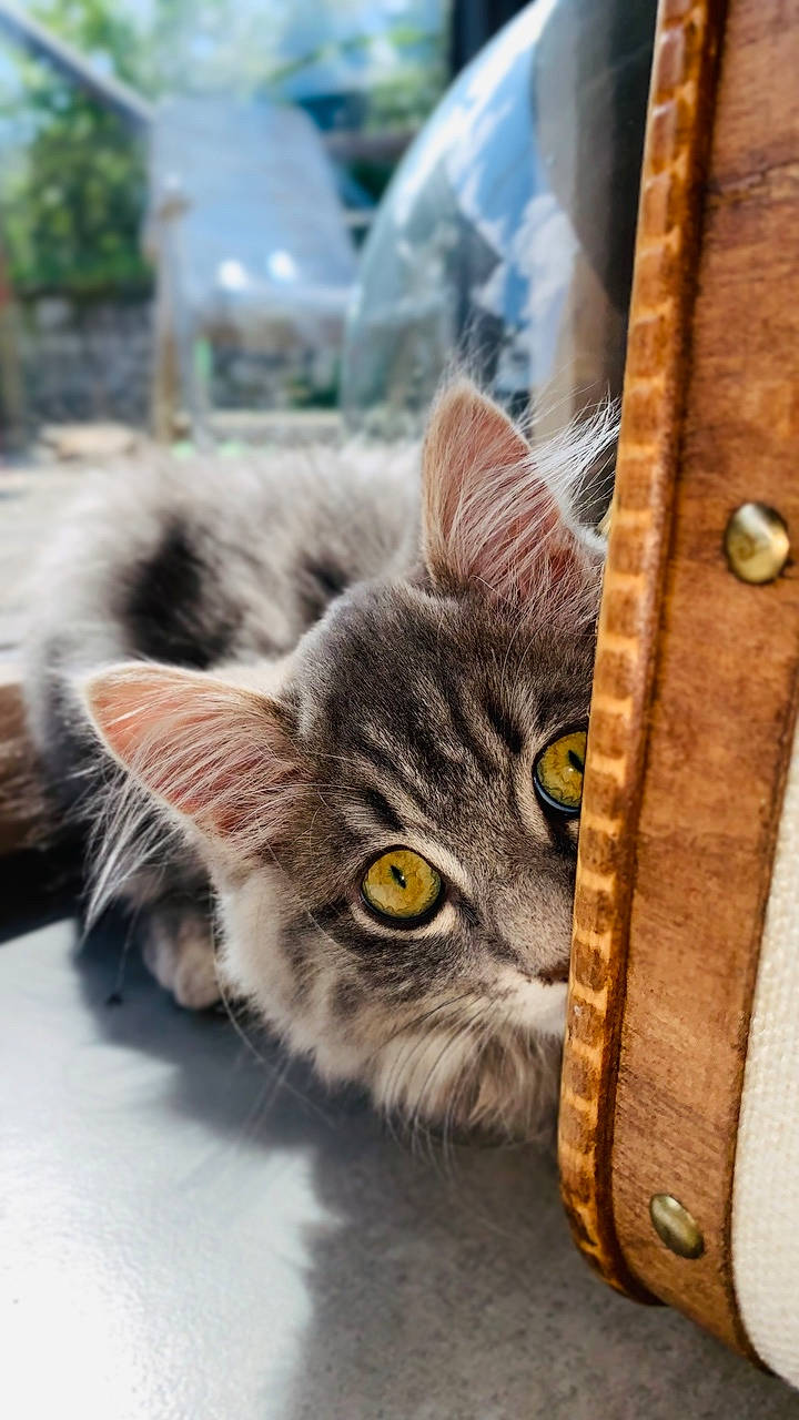 Yama participe au concours pour gagner de l'argent avec cette photo : art, carnivore, cat, claw, close_up, domestic_short_haired_cat, felidae, fur, paw, plant, small_to_medium_sized_cats, snout, tail, tree, whiskers, wildlife, window, wood