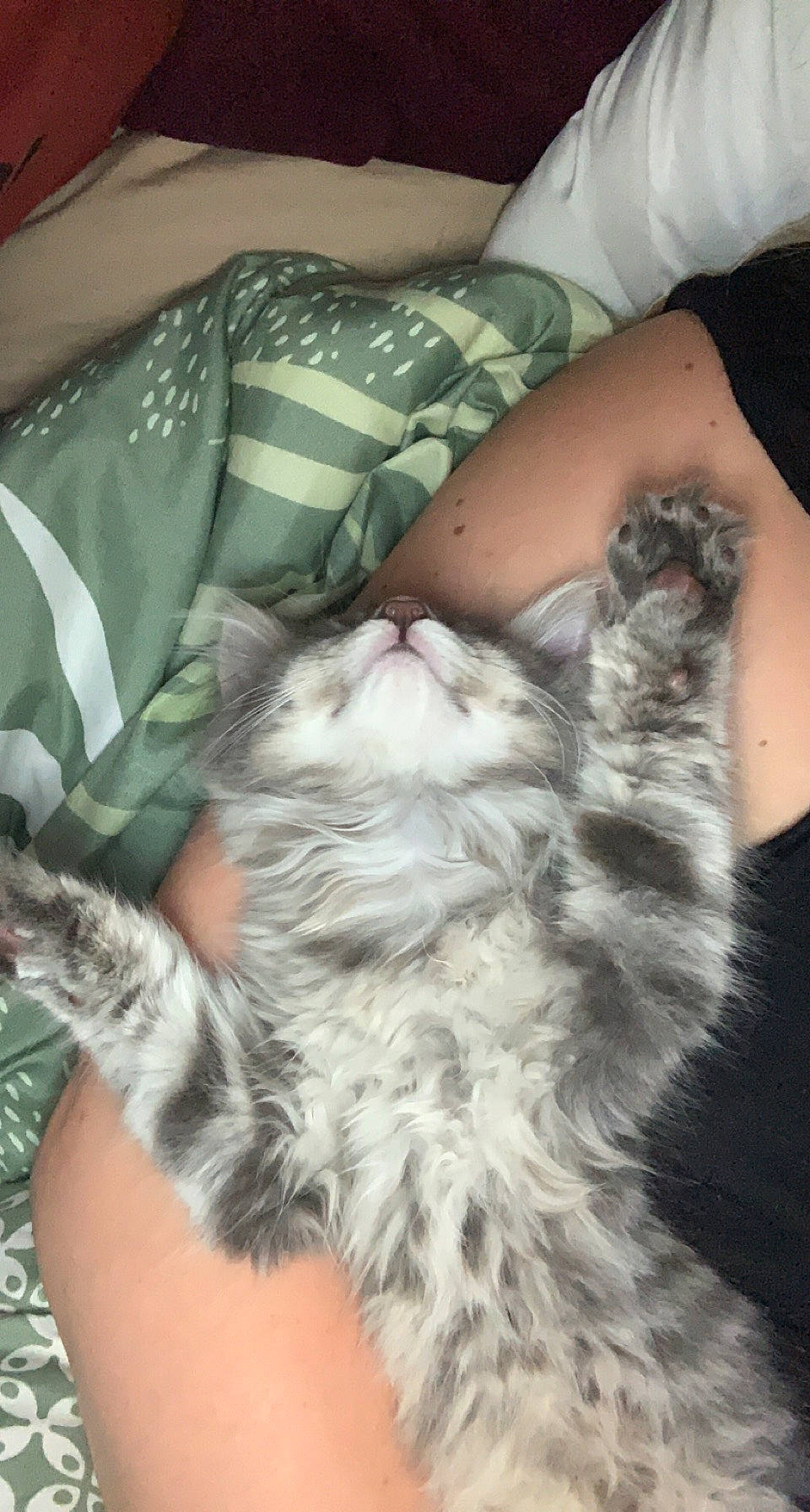 Yama a rejoint le concours — aidez-le/la à gagner de superbes lots ! canidae, carnivore, cat, claw, comfort, companion_dog, dog_breed, fawn, felidae, finger, fur, gesture, human_leg, lap, nail, paw, small_to_medium_sized_cats, snout, tail, whiskers