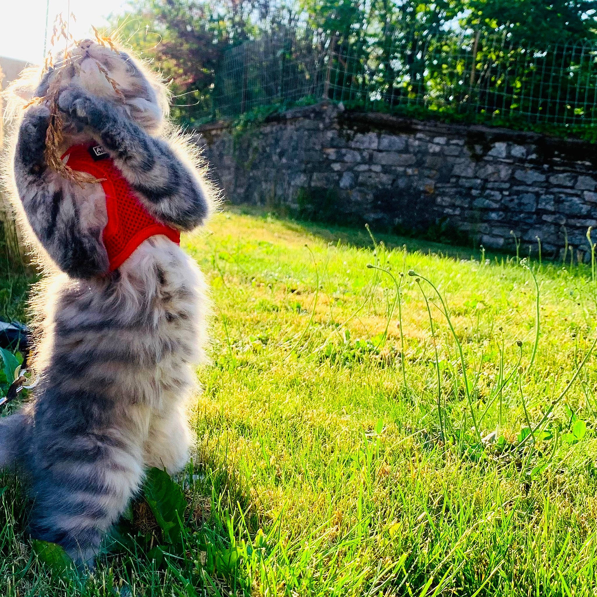 Yama participe au concours pour gagner de l'argent avec cette photo : carnivore, cat, companion_dog, dog_breed, domestic_short_haired_cat, electric_blue, felidae, fur, garden, grass, grassland, groundcover, plant, shrub, small_to_medium_sized_cats, tail, terrestrial_animal, tree, whiskers, yard