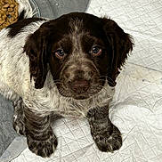 Narla is registered to the contest to win money with this photo: animal, beagle, blanket, bulldog, canine, cat, cockerspaniel, dog, hound, labradorretriever, papillon, pet, pointer, poodle, puppy, slate, snout, terrier
