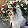dog, fluffy, leash, side_view, flower_bush, white_flowers, pink_flowers, stone_wall, outdoor, pet, canine, fur, tongue_out, sitting, garden, nature, daylight, portrait, animal, cute