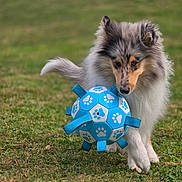 April a rejoint le concours — aidez-le/la à gagner de superbes lots ! dog, puppy, toy, ball, grass, outdoor, animal, pet, play, fur, ears, tail, canine, cute, focused, field, nature, young, fluffy, walking