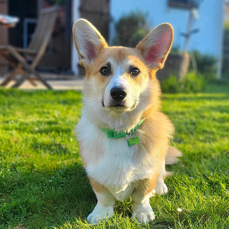 Buckingham participe au concours pour gagner de l'argent avec cette photo : accessories, animal, architecture, building, canine, chair, dog, field, furniture, grass, grassland, lawn, nature, outdoors, pet, plant, puppy, shelter, strap, yard