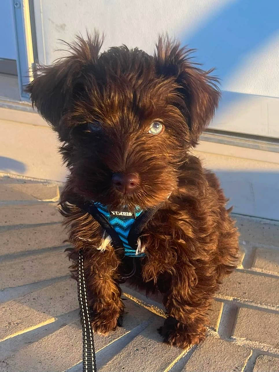 Maxx joined the competition — help win amazing prizes! carnivore, cloud, collar, companion_dog, dog, dog_breed, dog_collar, fashion_accessory, fur, leash, liver, small_terrier, snout, sporting_group, terrier, toy_dog, water_dog, working_animal, working_terrier, yorkipoo
