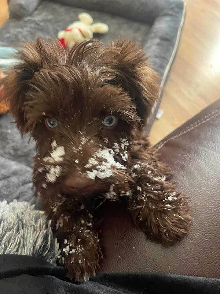 Maxx joined the competition — help win amazing prizes! canidae, carnivore, companion_dog, dog, dog_breed, dog_collar, dog_supply, fawn, fur, liver, pet_supply, puppy_love, small_terrier, snout, sporting_group, terrier, toy_dog, water_dog, working_animal, yorkipoo