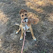 Mavis joined the competition — help win amazing prizes! dog, puppy, pet, sitting, grass, outdoors, park, plush_toy, toy, leash, collar, brown_dog, white_chest, floppy_ears, looking_at_camera, animal, companion, sunlight, yard, portrait