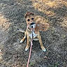 dog, puppy, pet, sitting, grass, outdoors, park, plush_toy, toy, leash, collar, brown_dog, white_chest, floppy_ears, looking_at_camera, animal, companion, sunlight, yard, portrait