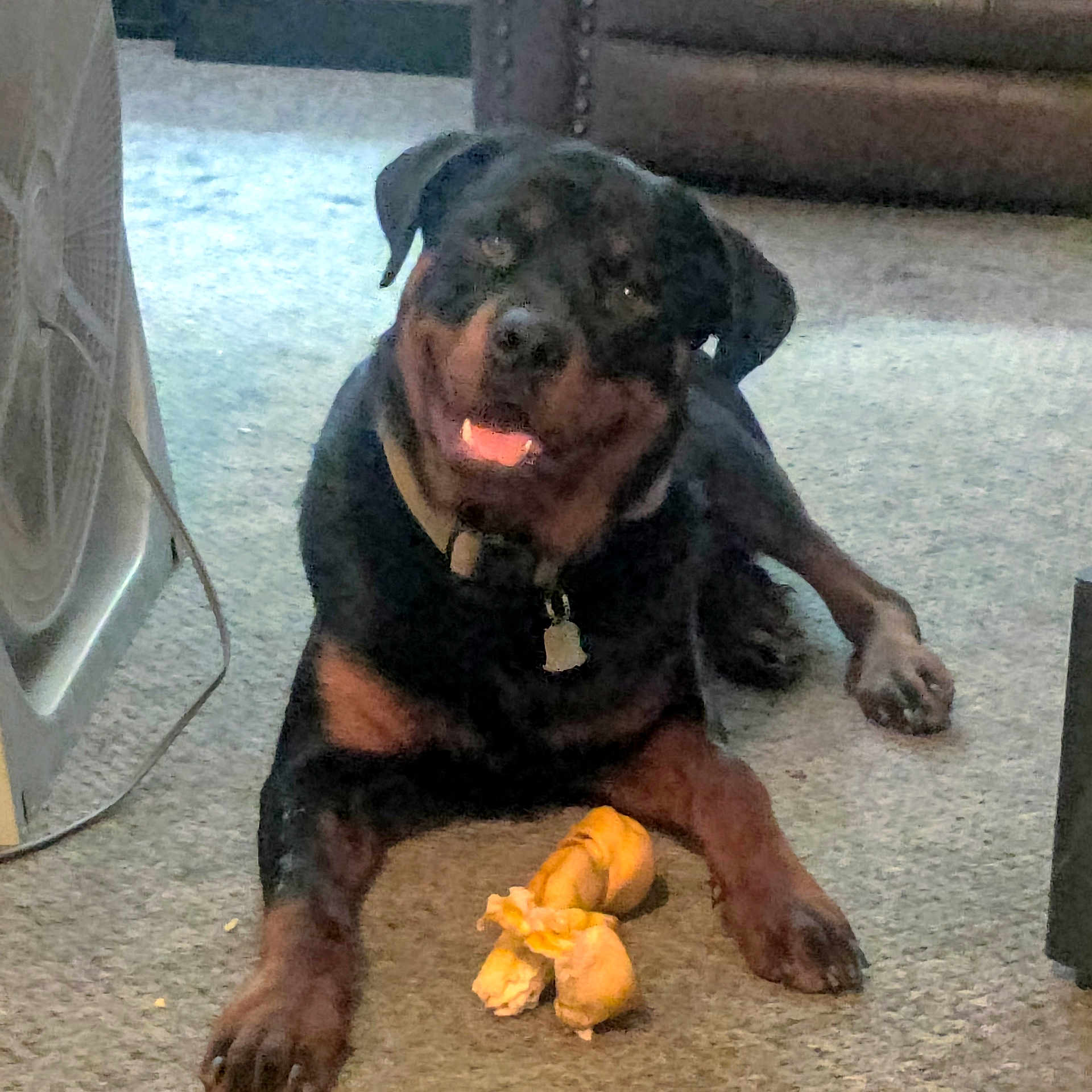 Brock is registered to the contest to win money with this photo: animal, canine, carpet, chew_bone, collar, companion, dog, domestic_animal, fan, floor, furniture, happy, indoor, lying_down, mammal, pet, resting, rottweiler, smiling, toy