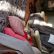 Tobby a rejoint le concours — aidez-le/la à gagner de superbes lots ! automotive_design, carmine, comfort, couch, eyewear, fashion_accessory, flooring, foot, fur, human_leg, knee, linens, living_room, pattern, room, sitting, sock, studio_couch, textile, thigh