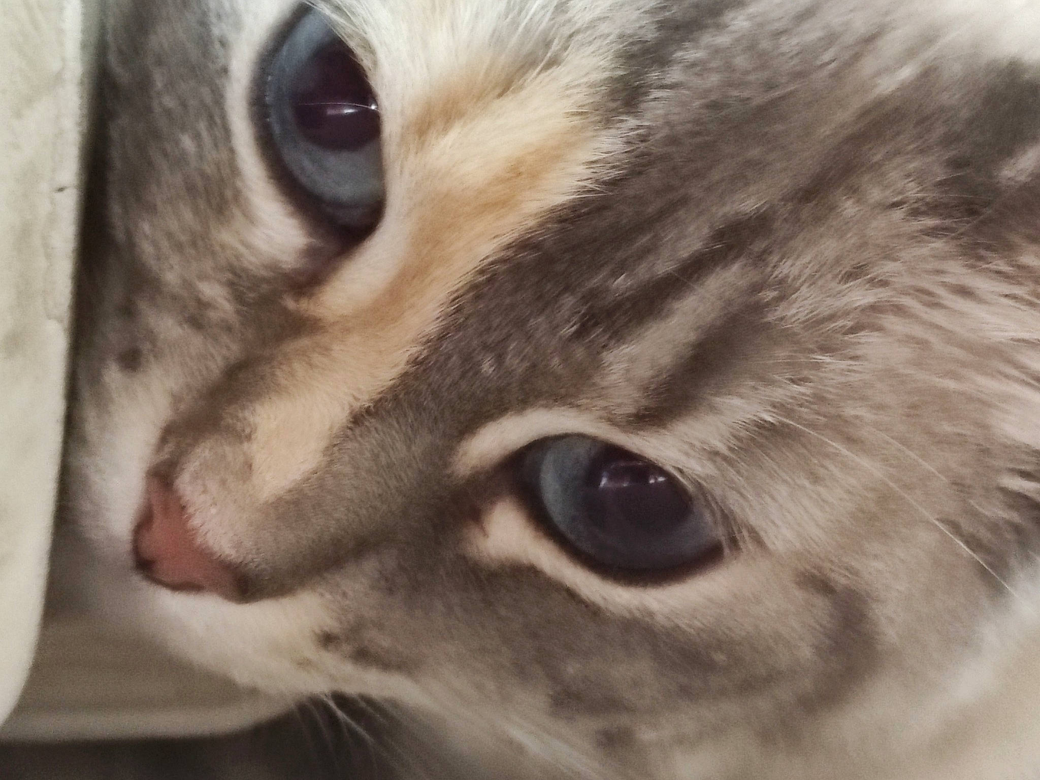 Mya a rejoint le concours — aidez-le/la à gagner de superbes lots ! carnivore, cat, close_up, domestic_short_haired_cat, ear, eye, fawn, felidae, fur, head, iris, macro_photography, nose, paw, photography, small_to_medium_sized_cats, snout, terrestrial_animal, whiskers, wildlife